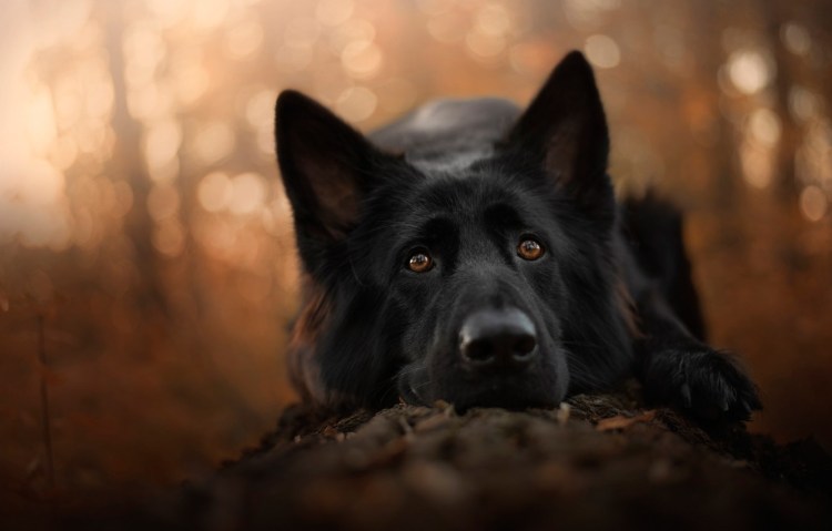 Немецкая овчарка длинношерстная