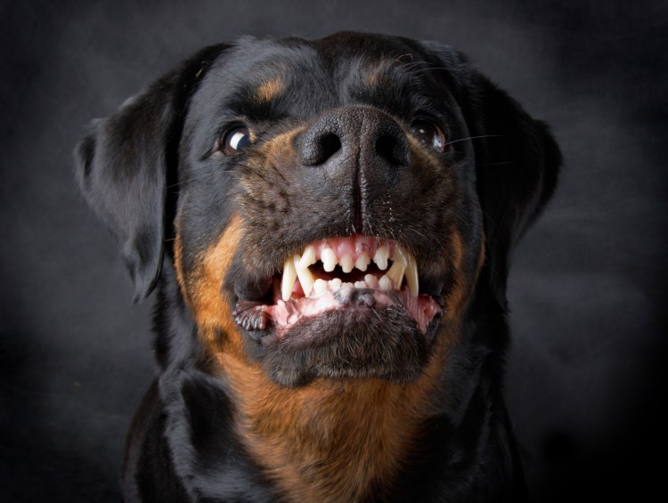 Длинношёрстная немецкая овчарк