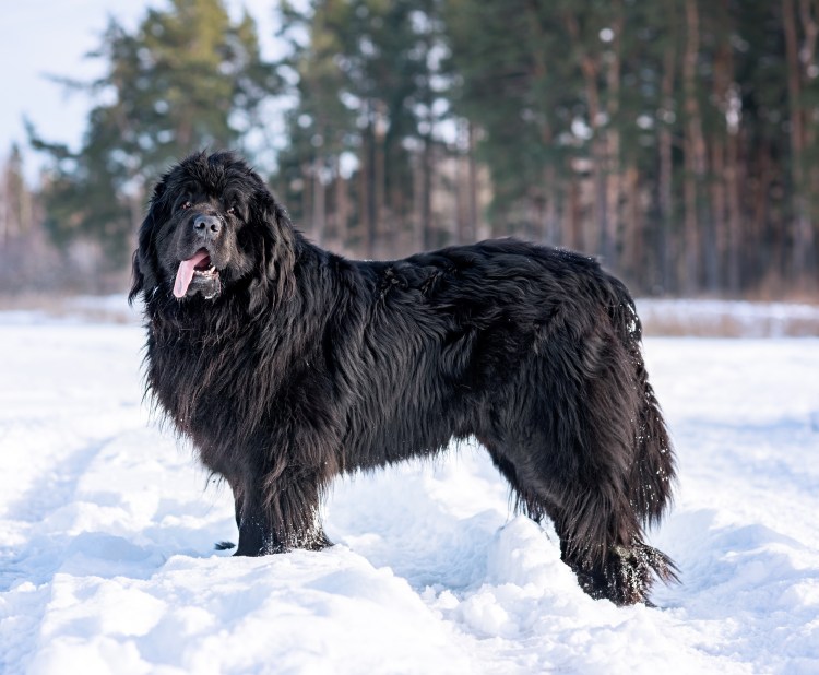 Порода собаки-Лембергер