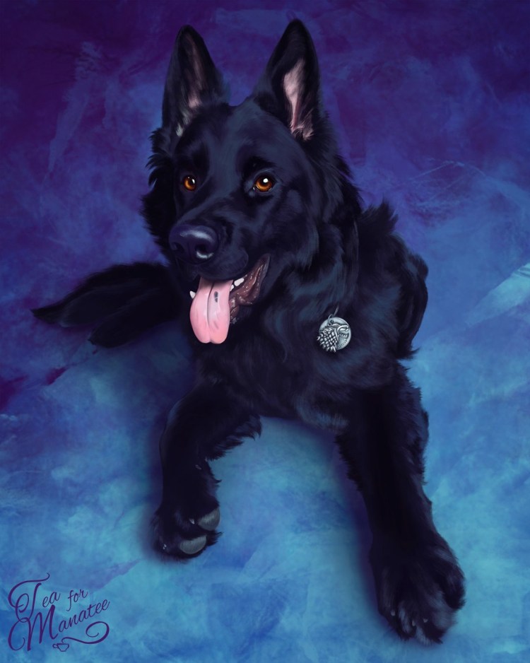 Карликовый ньюфаундленд