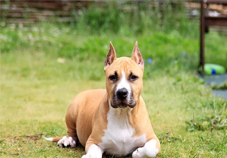 Купированные уши питбультерьера