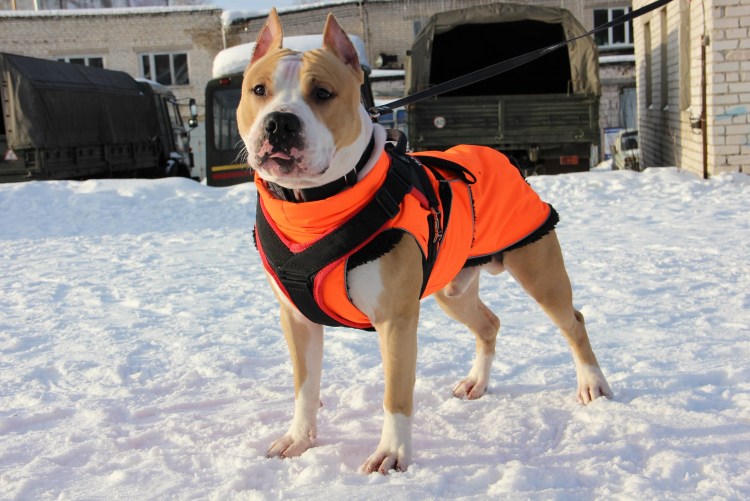 Американский стафф щенки купирование