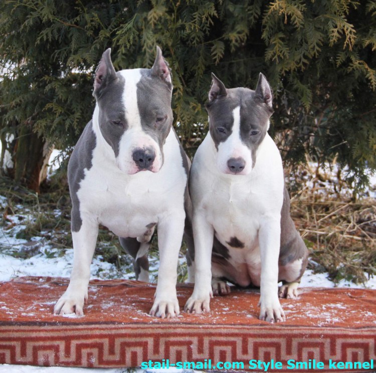 Стаффордширский терьер тигровый