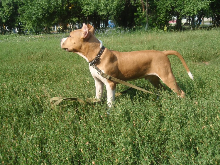 Американский питбуль