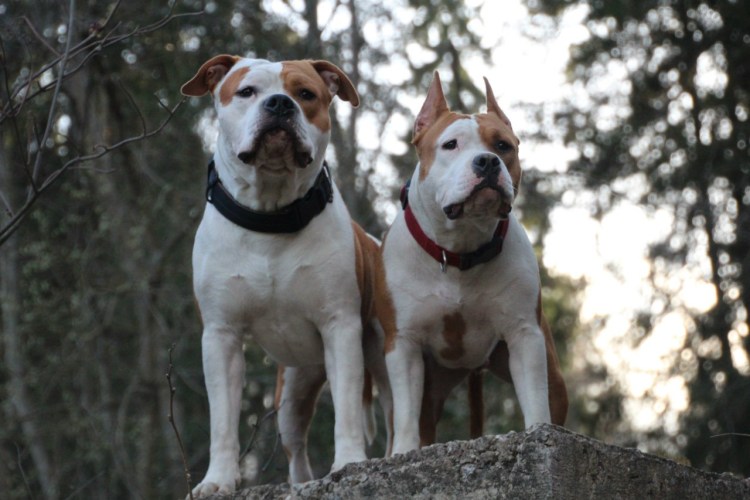 Купирование стаффордширского терьера