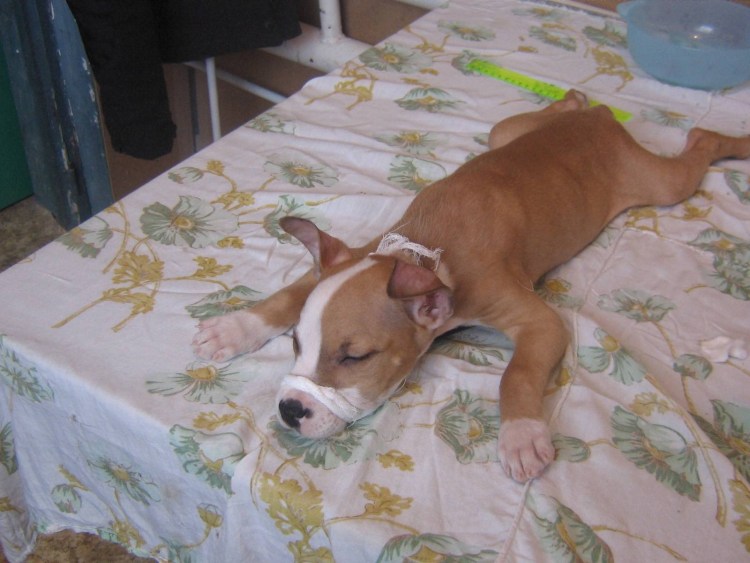 Стаффордширский терьер до и после