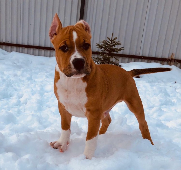 Стаффорд Тайсон