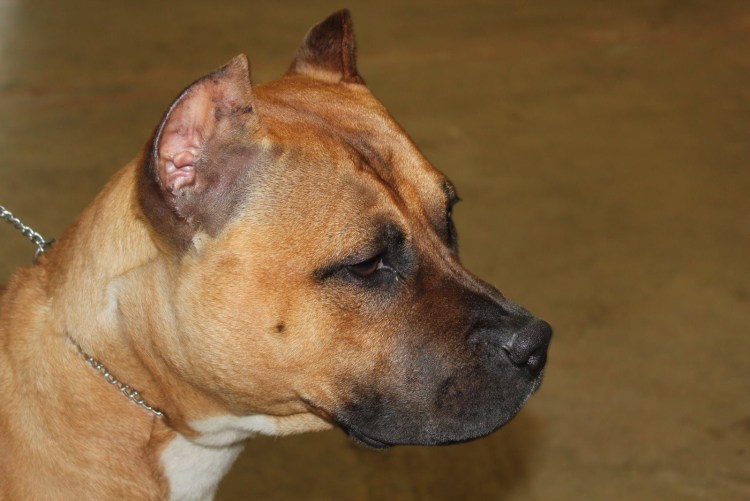 Питбуль редноуз