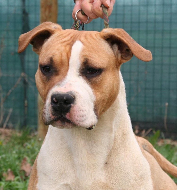 Стаффордширский терьер с некупированными ушами