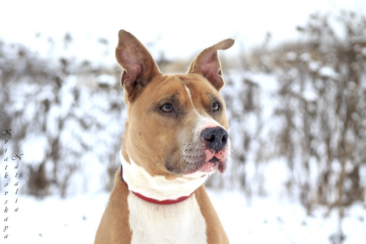 Взрослый питбуль с ушами