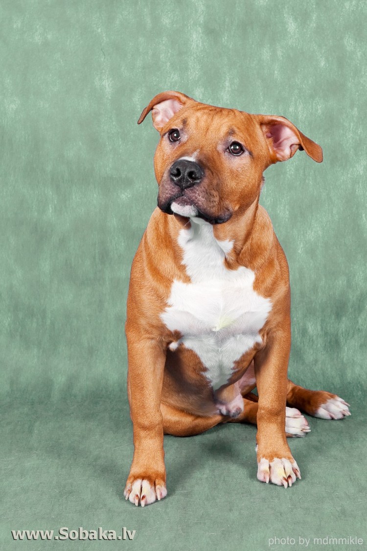 Щенок питбуля с купированными ушами