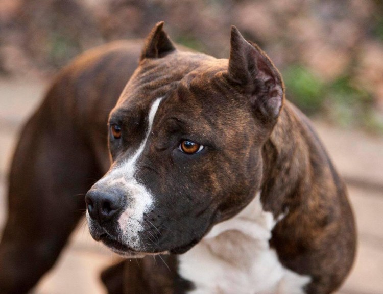 Американский стаффордширский Терье
