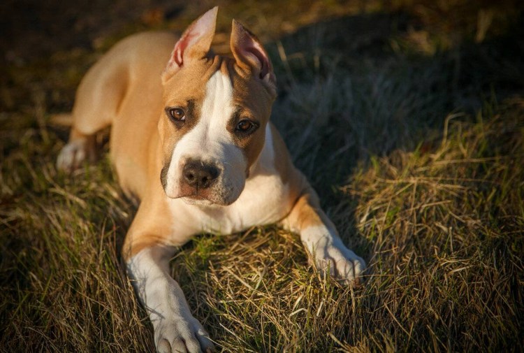 Питбуль коричневый