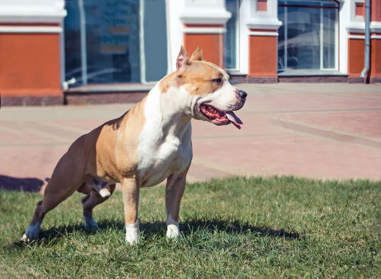 Купирование ушей стаффордширского терьера по номерам