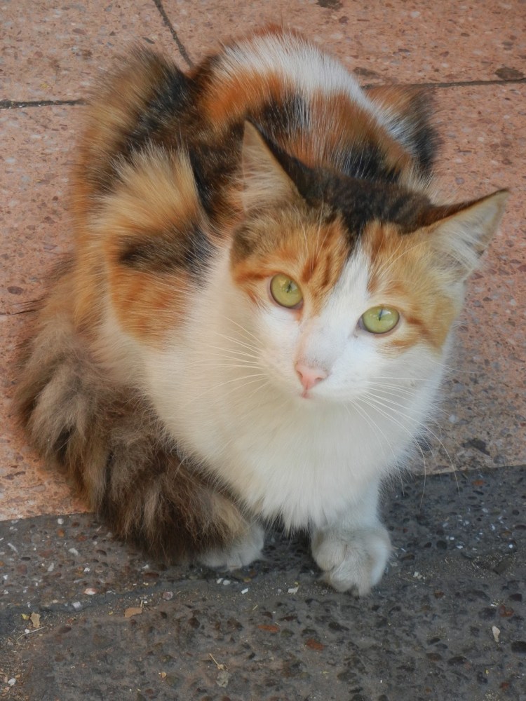 Серый кот с зелеными глазами