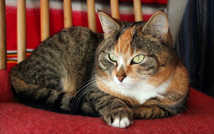 Кошка с серыми пятнами