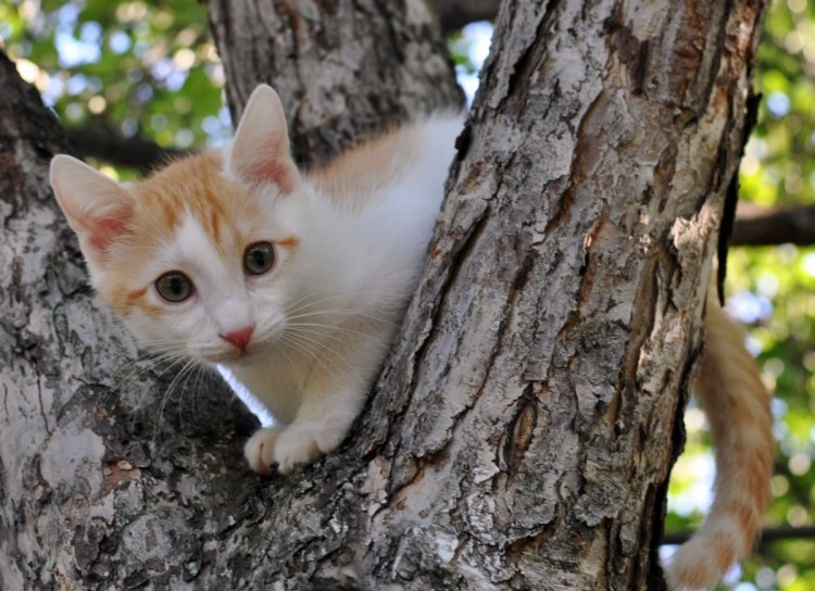 Курцхаар кот