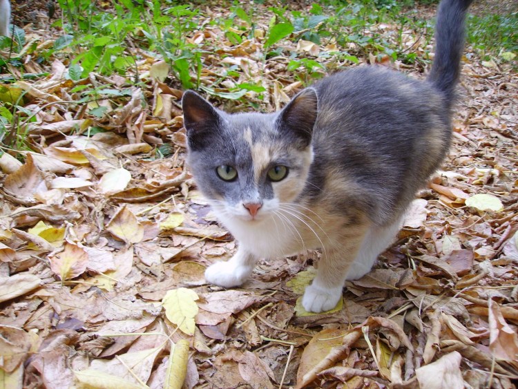 Бело рыжий серый кот