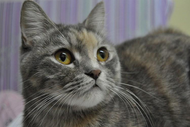 Серо рыжий кот