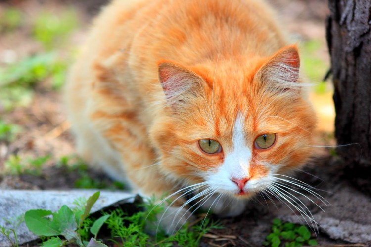 Tabby Cat рыжий