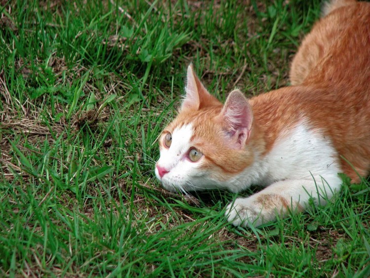 Трехшерстная ангорская кошка