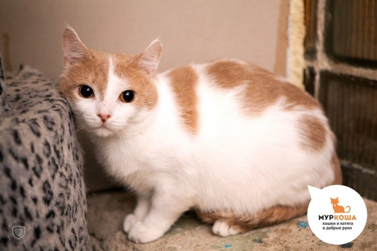 Кот с янтарными глазами