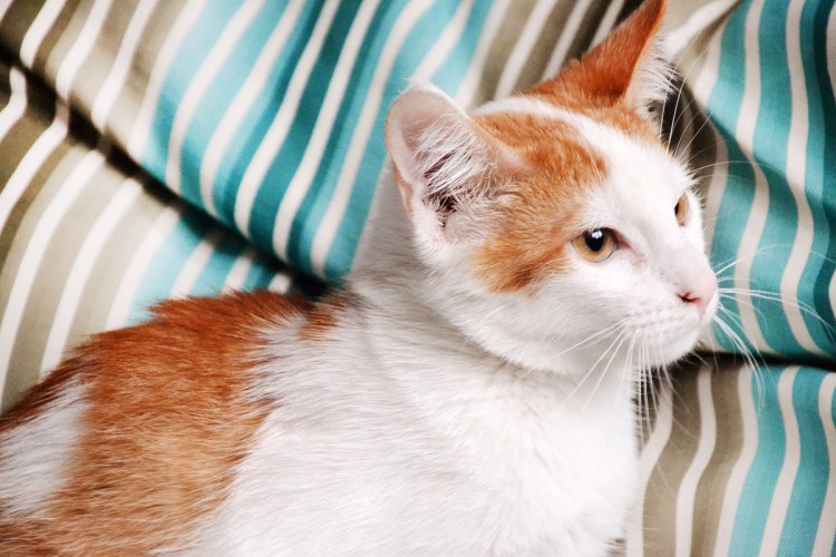 Охос азулес кошка белая