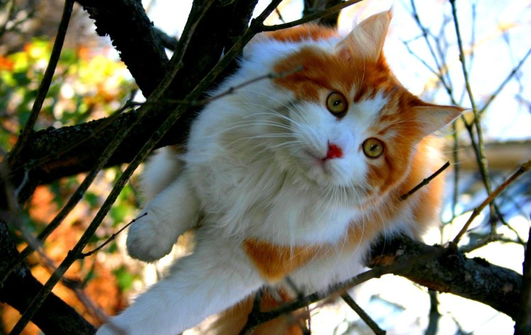 Котенок в лесу