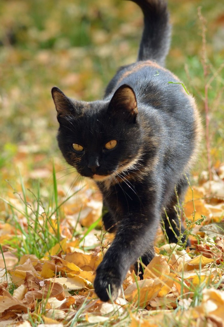 Рыжий и коричневый коты