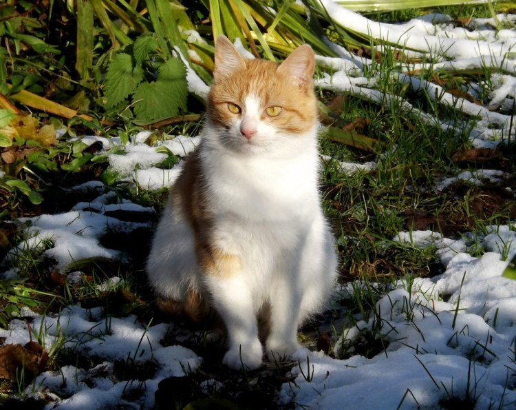 Рыже белые коты