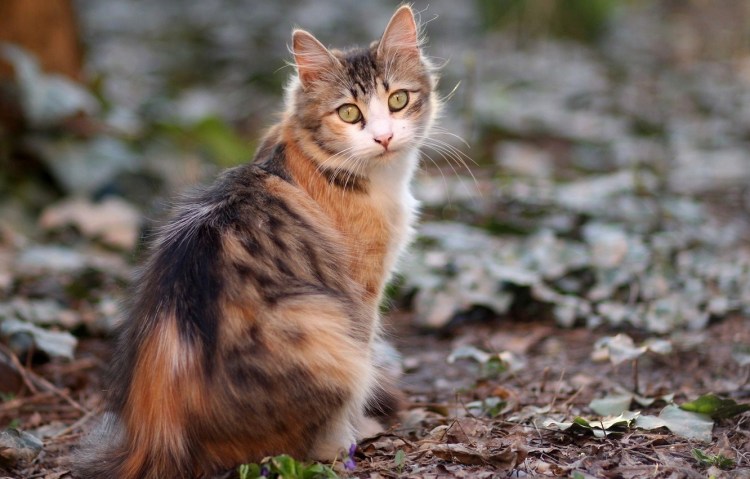 Серая кошка в лесу