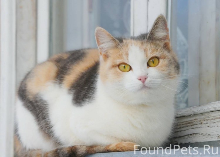 Кошки трехцветные серо рыже белая