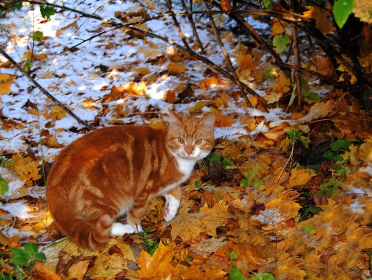 Серо рыжий кот