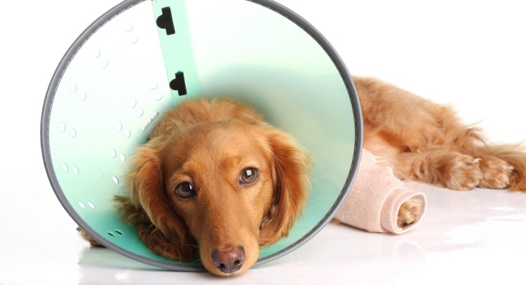 Повязка на бедро собаке