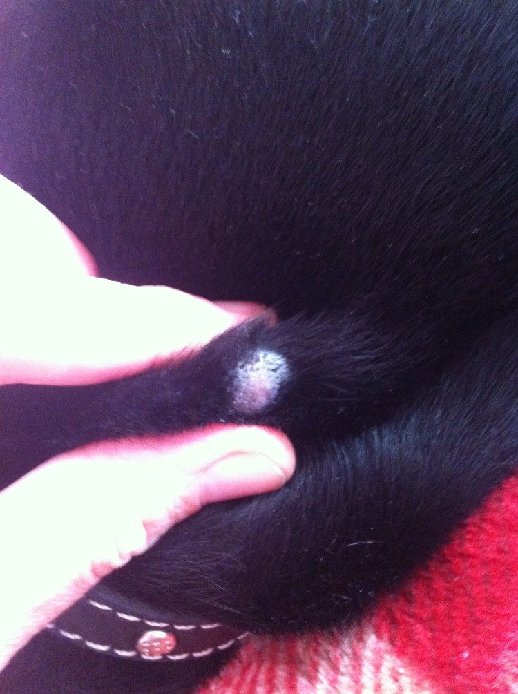 Стерилизация лазером кошки