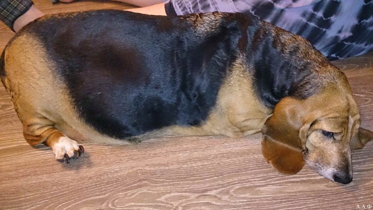 Стерилизация кошек попона британка