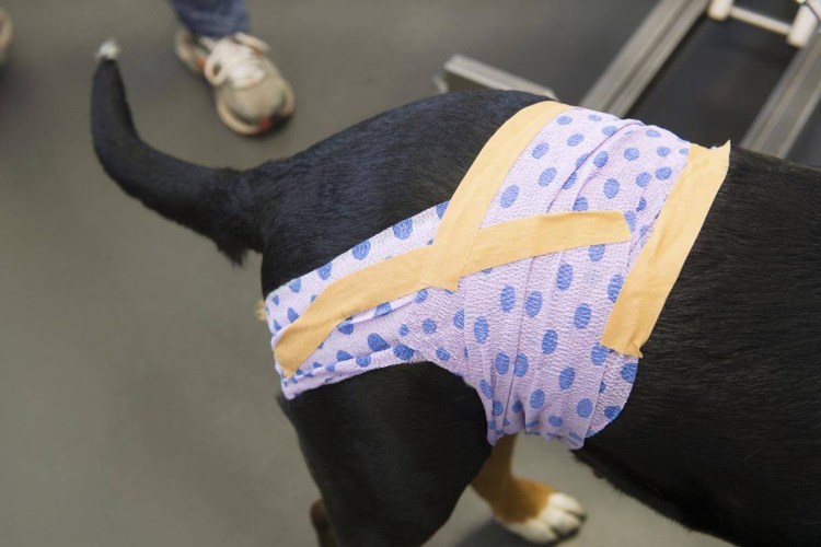 Бандаж тазобедренного сустава для собаки