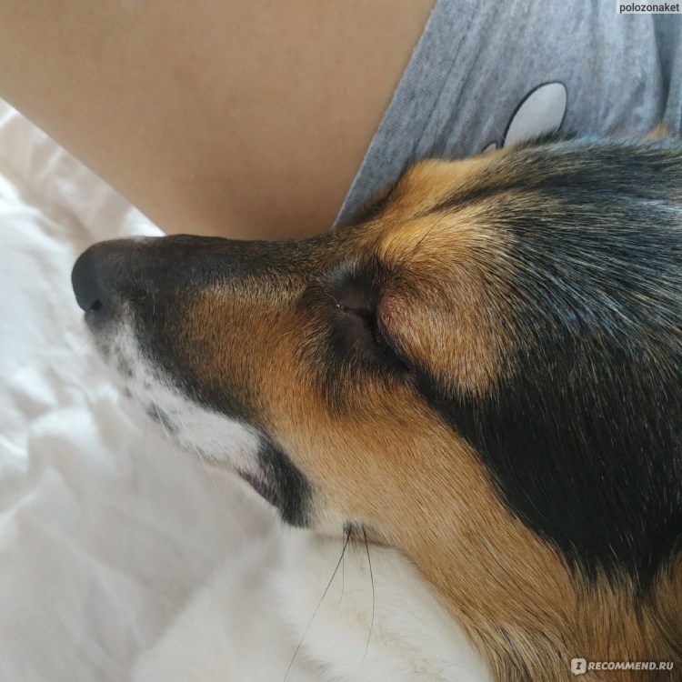 Ранняя стерилизация собак