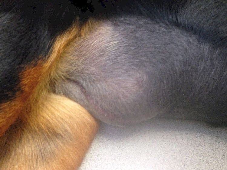 Послеоперационная серома у собаки