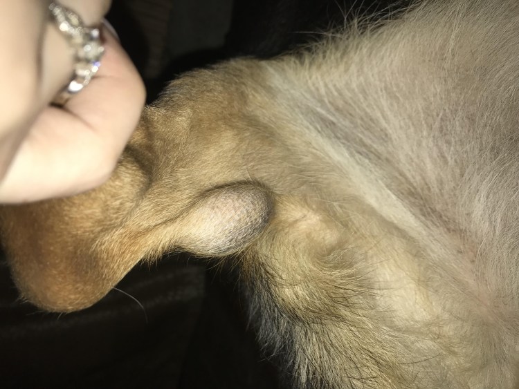 Стерилизация собак мелких пород