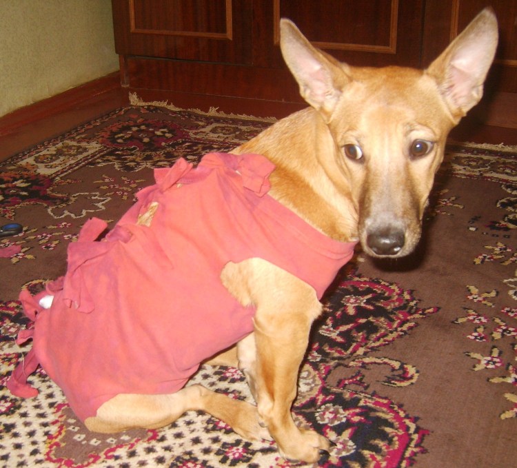 Собачка после операции