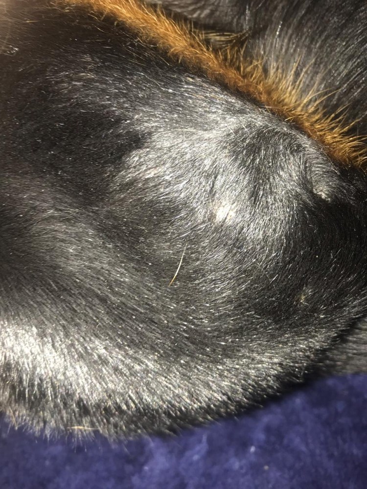 Кастрация таксы кобеля