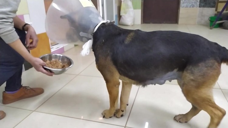 Кошка после стерилизации