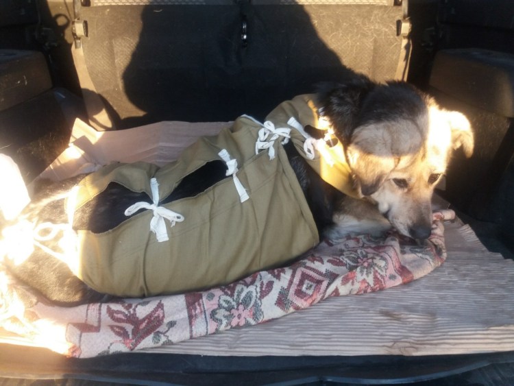 Стилизация собаки