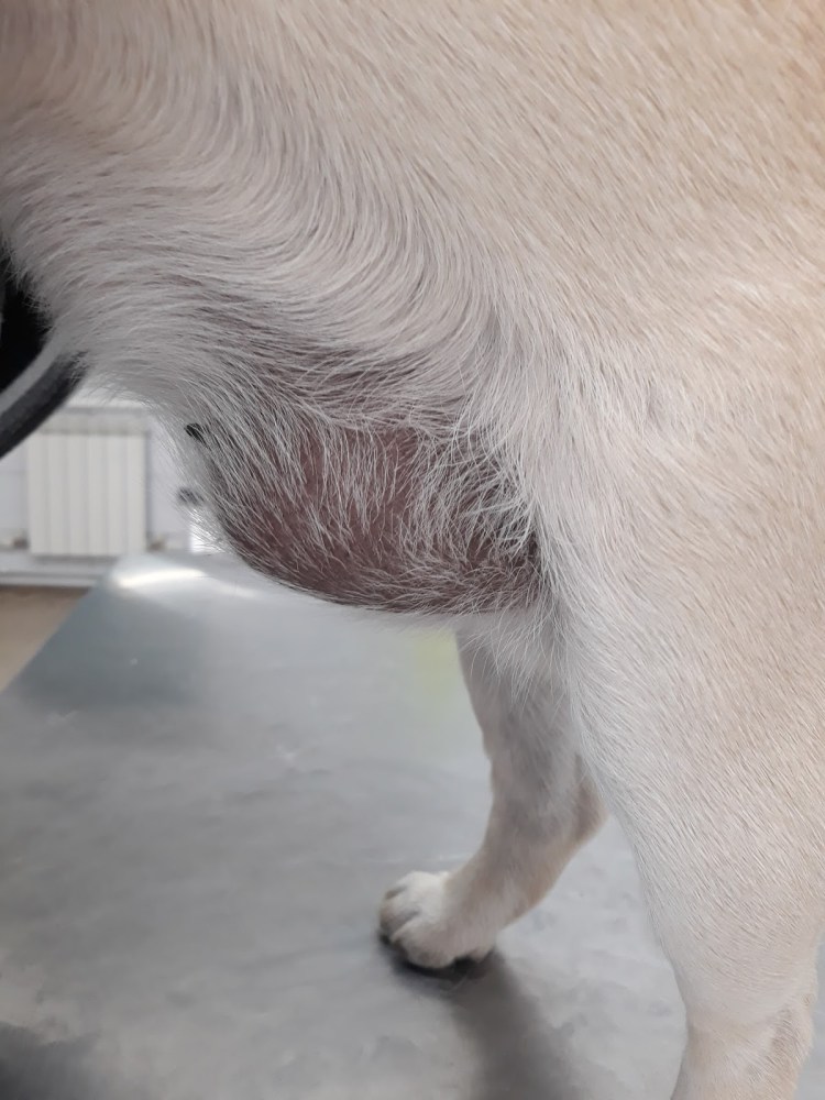 Попона для собак после кастрации