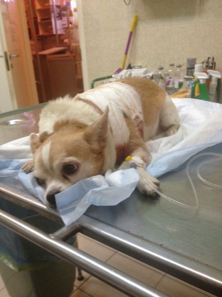 Операция тпло у собак реабилитация после операции