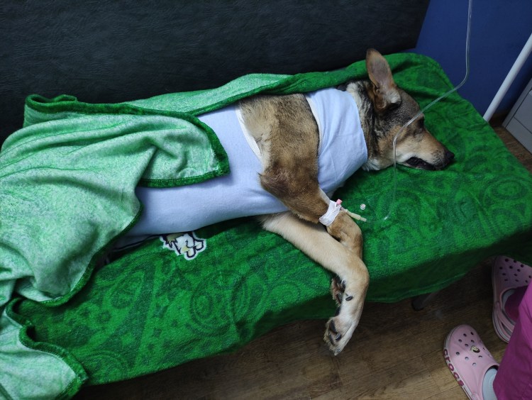 У собаки после прививки образовалась шишка