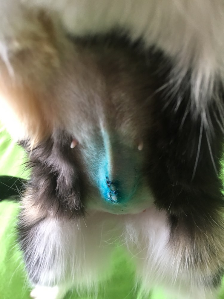 Стерилизация кошки шов