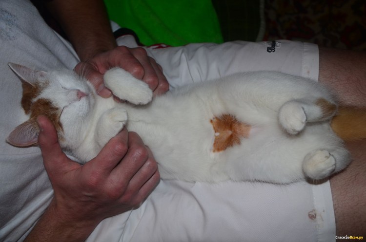 Попона для кобеля после кастрации