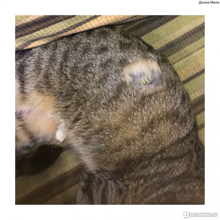 У кота колтуны залысины